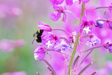 Bumblebee on Flowers of Fireweed, Chamaenerion angostifolium on a sunny summer day