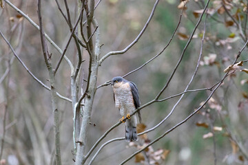 Eurasian sparrowhawk sitting on a tree branch