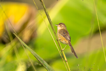 Plain prinia (Prinia inornata), also known as the plain wren-warbler or white-browed wren-warbler on reed in Thailand