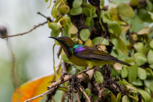 Brown-throated sunbird (Anthreptes malacensis), also known as the plain-throated sunbird close up on a tree in Singapore.