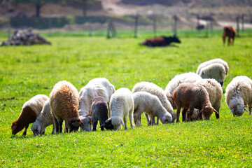 Flock of sheep is grazed on a pasture in mountains