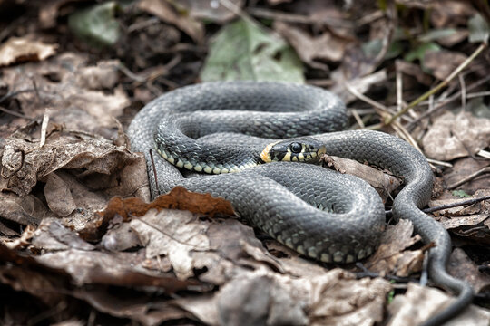 Grass snake lies on old foliage. Close up