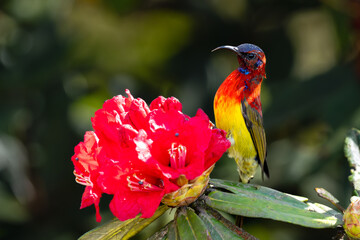 Mrs. Gould's sunbird (Aethopyga gouldiae) close up in Doi Inthanon National Park, Chiang Mai, Thailand.