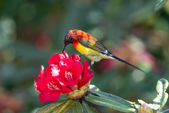 Mrs. Gould's sunbird (Aethopyga gouldiae) close up in Doi Inthanon National Park, Chiang Mai, Thailand.