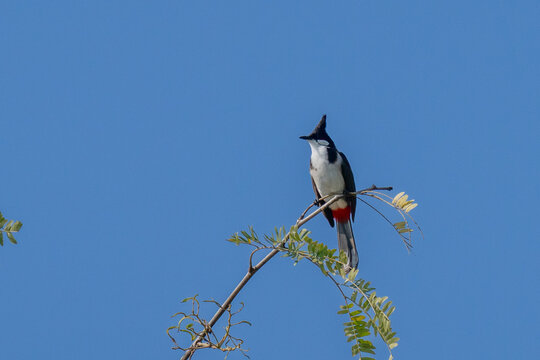 A red-whiskered bulbul bird (Pycnonotus jocosus), or crested bulbul, perched in the rainforest of thailand or singapore