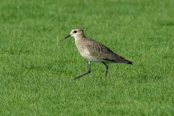 Sociable Lapwing (Vanellus gregarius) on grass in a field. Also called sociable plover or black...