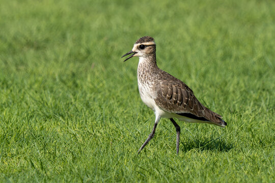 Sociable Lapwing (Vanellus gregarius) on grass in a field. Also called sociable plover or black bellied lapwing.