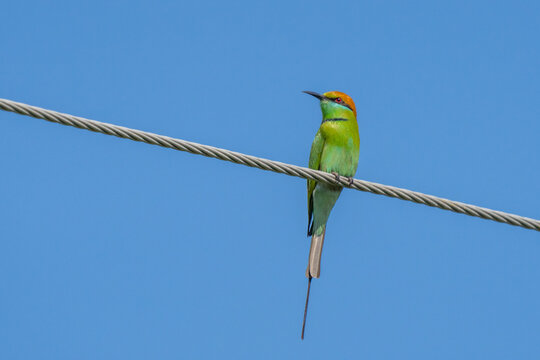 Asian green bee-eater (Merops orientalis), also known as little green bee-eater, and green bee-eater perched.
