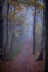 This photograph offers a journey into the heart of an autumn forest, where a carpet of fallen leaves lines a narrow path. The mist hangs low among the trees, softening the outlines and creating an