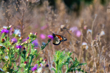 monarchs butterfly on flower
