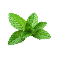 Fresh mint leaves clip art