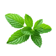 Fresh mint leaves clip art