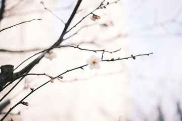 咲き初めの冬桜、梅