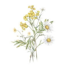 Watercolor Daisy and tansy. Hand drawn illustration of Chamomile and little violet bell. bouquet of white blossom flowers on isolated background. Drawing botanical. Painted wildflowers.