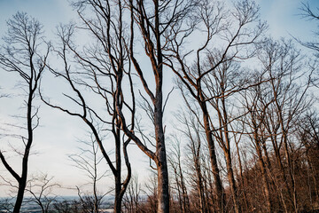 Baumkronen mit wunderschön blauem Himmel