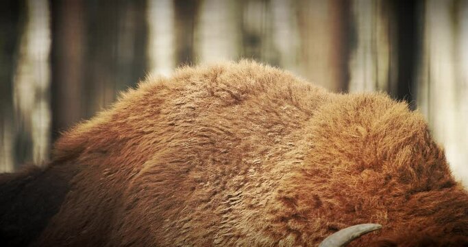 Close up fur on the hump of European Bison Or Bison Bonasus, Also Known As Wisent Or European Wood Bison In Forest.