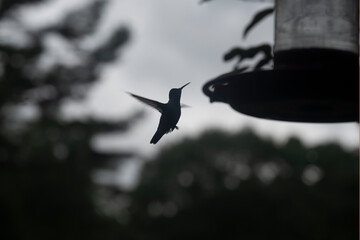 Hummingbird at feeder