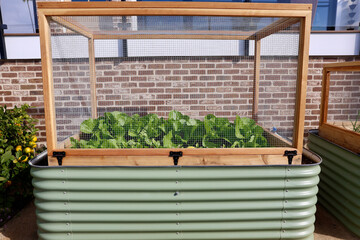modern raised garden beds with homegrown vegetables