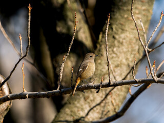 ジョウビタキのメス