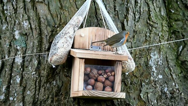 Rotkehlchen frisst am Eichh&ouml;rnchenhaus Vogelfutter 