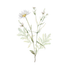 Fototapeta na wymiar Watercolor Daisy and tansy. Hand drawn illustration of Chamomile and little stellaria holostea . bouquet of white blossom flowers on isolated background. Drawing botanical. Painted wildflowers.