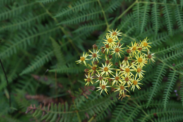 Yellow flowers in the beautiful Burren National Park in County Clare - Ireland