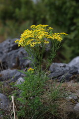 Yellow flowers in the beautiful Burren National Park in County Clare - Ireland