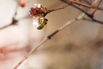 bee collecting pollen on a Viburnum  flower