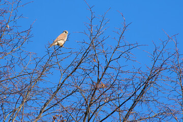 common kestrel on a tree branch on the background of a blue sky