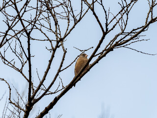 枝にとまるカワラヒワ