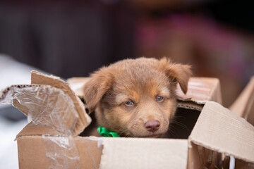 A small abandoned street puppy sees in a cardboard box and looks into the camera with intelligent...