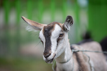 Close-up of the muzzle of an Alpine goat.