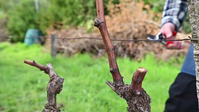 Winegrower pruning the vineyard with professional steel scissors. Traditional agriculture. Winter pruning. Footage.