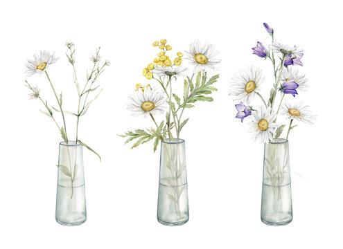 Watercolor Daisy and bluebell. Hand drawn illustration of Chamomile and little violet bell. Tansy in glass jar. bouquet of white blossom flowers on isolated background. Set of botanical wildflowers.