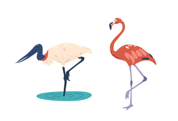 tropical Wood Stork, Large Wading Bird With Bald Head And Long Bill, Found In Wetlands. Flamingo is a Tall Wader