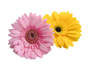 Colorful Gerbera blossoms collection with  Yellow, and Pink Colors, Isolated on White Background.