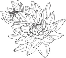 dahlia flower, hand drawn isolated vector illustration, black line design
