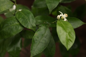 Blossoming tangerine tree in greenhouse, closeup view