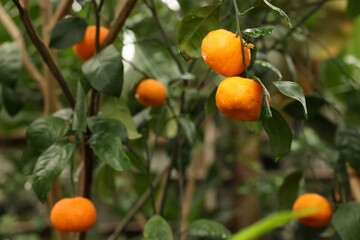 Tangerine tree with ripe fruits in greenhouse