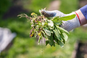 an old man throws out a weed that was harvested from his garden