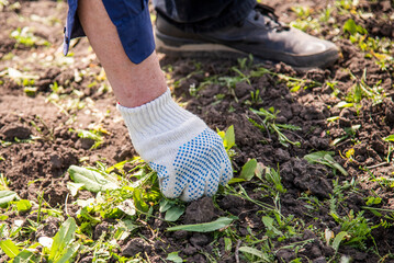 old man hands uprooting weeds in his garden