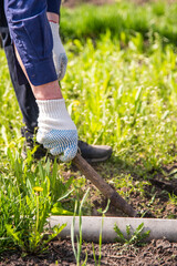 old man hands uprooting weeds in his garden