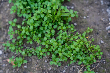 small grass plant grown in the garden until huge number of small leaves