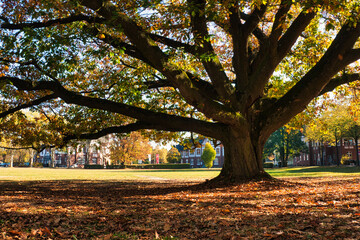 Bunter Herbstbaum vor historischen Häusern