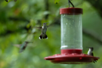 Hummingbird by feeder