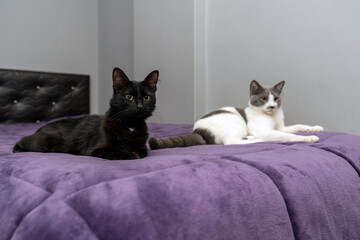 black and grey white cat together in bed but lying far apart. sexual disorder. Family problems and unhappy concept. disappointed in the erectile dysfunction during sex while his wife sleeping.