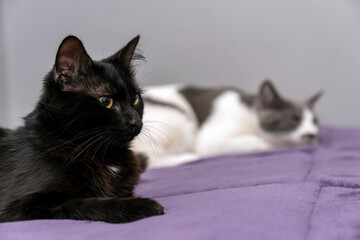 black and grey white cat together in bed but lying far apart. sexual disorder. Family problems and unhappy concept. disappointed in the erectile dysfunction during sex while his wife sleeping.