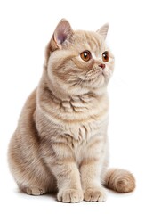 British Shorthair Cat cream color sit and look outside with white background. Generative AI