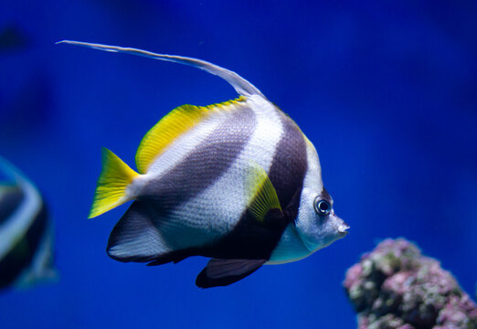 Pennant coralfish (Heniochus acuminatus) fish swimming underwater in an aquarium