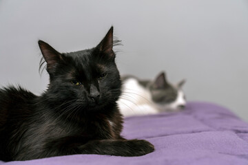 black and grey white cat together in bed but lying far apart. sexual disorder. Family problems and unhappy concept. disappointed in the erectile dysfunction during sex while his wife sleeping.